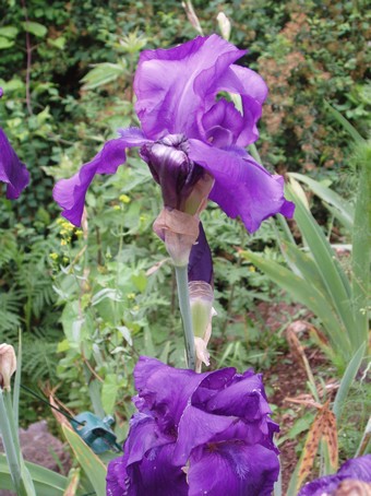 Iris bleu, à Andlau, en alsace